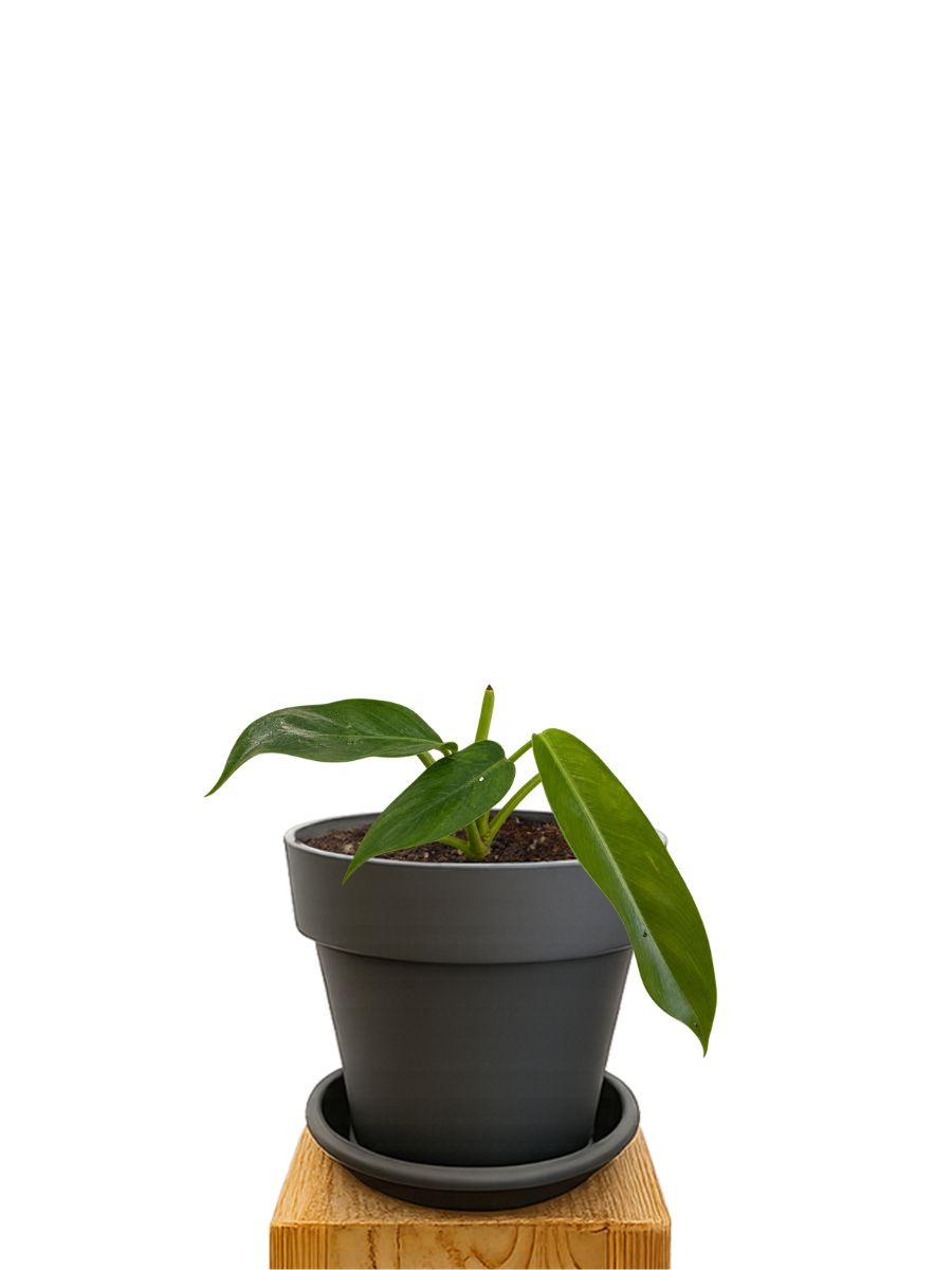Kit de plantation 16 Anthracite